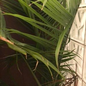 Meet your Posher, Rocco